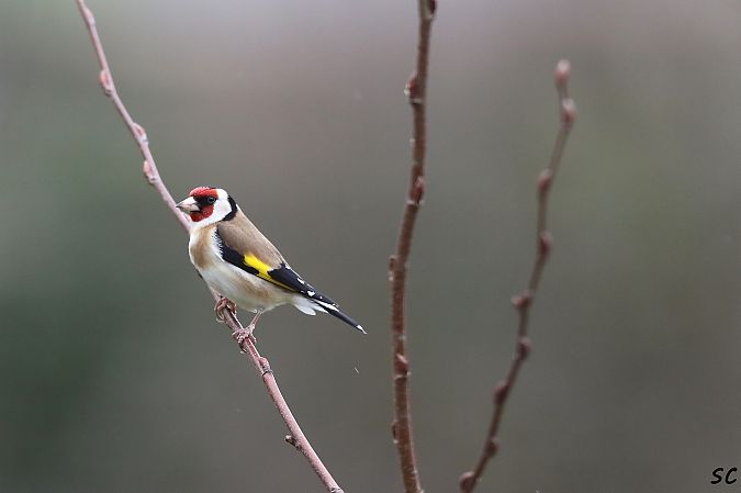 Chardonneret élégant  - Stéphane Corcelle