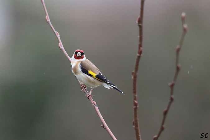 Chardonneret élégant  - Stéphane Corcelle