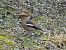 Grosbec casse-noyaux (Coccothraustes coccothraustes) © Maryse Leroy