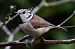 Mésange huppée (Lophophanes cristatus) © Daniel Malassingne