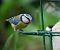Mésange bleue (Cyanistes caeruleus) © Anne Sanquer