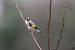 Chardonneret élégant (Carduelis carduelis) © Stéphane Corcelle