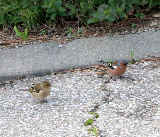Pinson des arbres  - Isabel Martinez-Arrabal