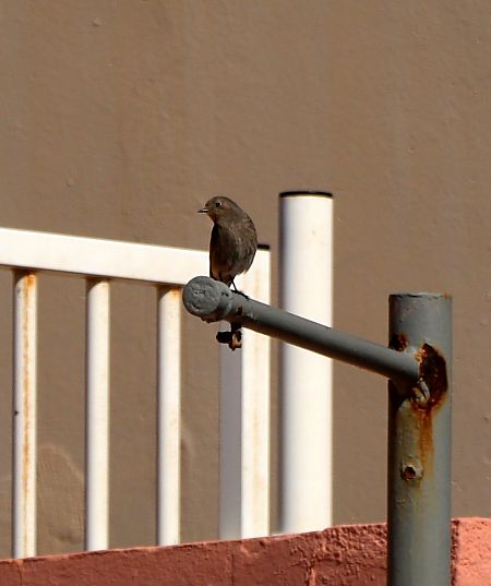 Rougequeue noir  - Isabel Martinez-Arrabal