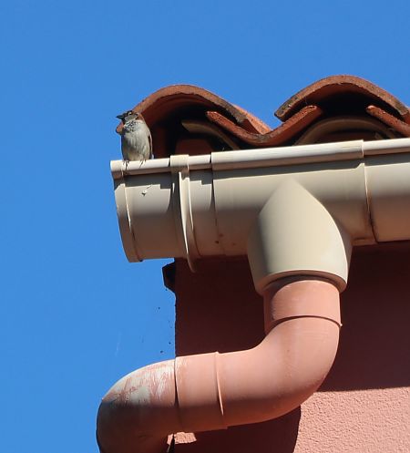 Moineau domestique  - Isabel Martinez-Arrabal