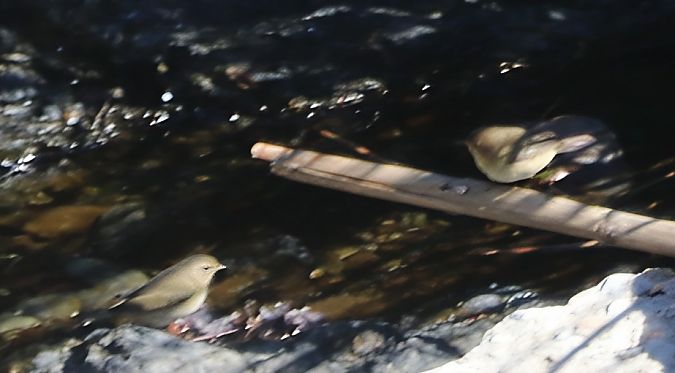 Pouillot véloce  - Isabel Martinez-Arrabal