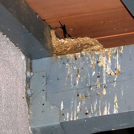 Hirondelle rustique  - Isabel Martinez-Arrabal