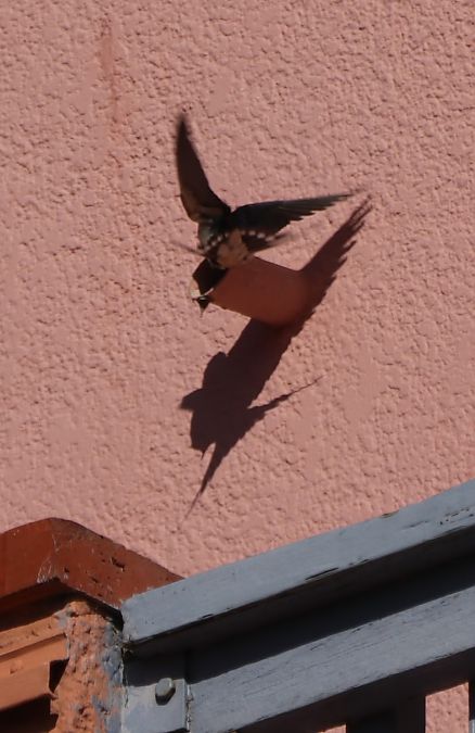 Hirondelle rustique  - Isabel Martinez-Arrabal