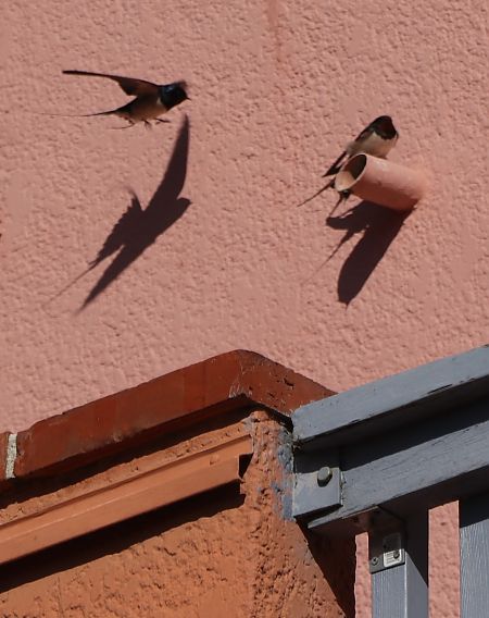 Hirondelle rustique  - Isabel Martinez-Arrabal