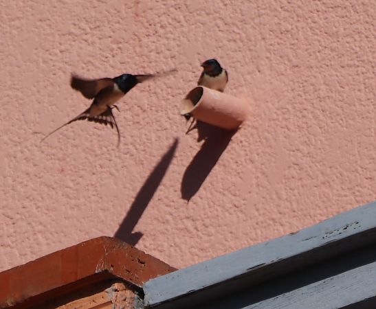 Hirondelle rustique  - Isabel Martinez-Arrabal