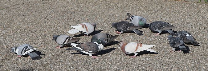 Pigeon biset domestique  - Isabel Martinez-Arrabal