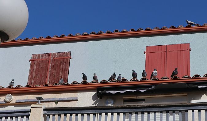 Pigeon biset domestique  - Isabel Martinez-Arrabal