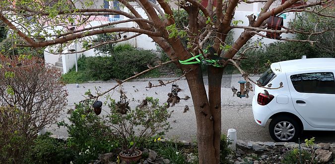 Moineau domestique  - Isabel Martinez-Arrabal