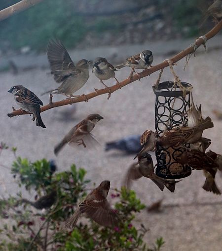 Moineau domestique  - Isabel Martinez-Arrabal