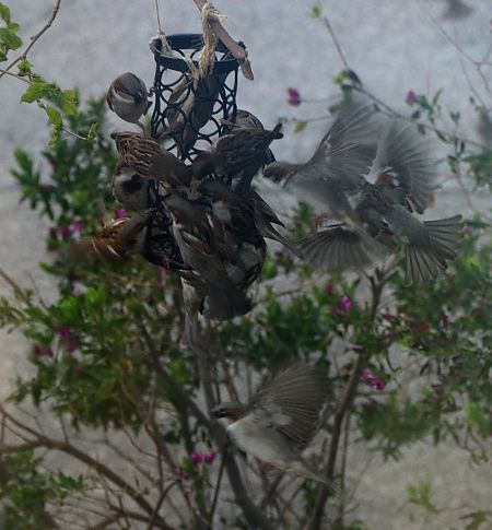 Moineau domestique  - Isabel Martinez-Arrabal