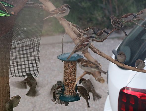 Moineau domestique  - Isabel Martinez-Arrabal
