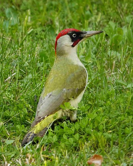 Pic vert  - Michel Denarié