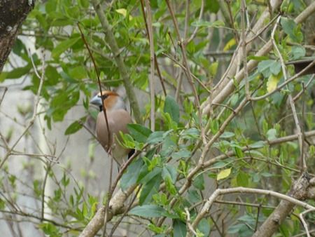 Grosbec casse-noyaux  - Catherine Bonhomme