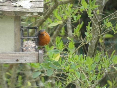 Rougegorge familier  - Catherine Bonhomme