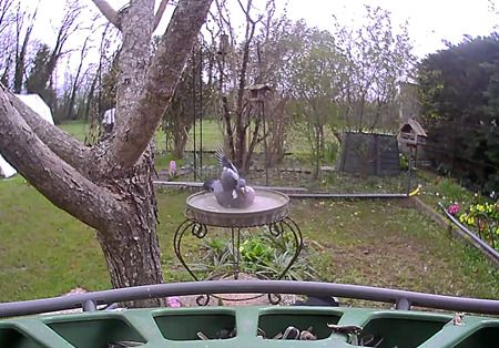 Pigeon ramier  - Catherine Bonhomme