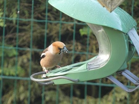 Grosbec casse-noyaux  - Catherine Bonhomme