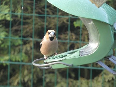Grosbec casse-noyaux  - Catherine Bonhomme