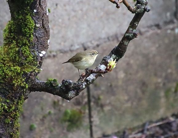 Pouillot véloce  - François Huin
