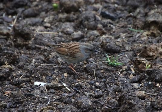 Accenteur mouchet  - François Huin