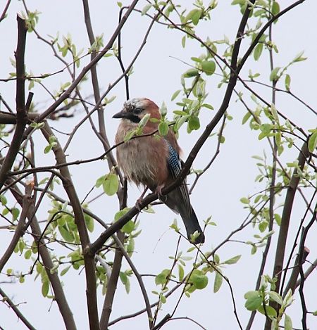 Geai des chênes  - François Huin