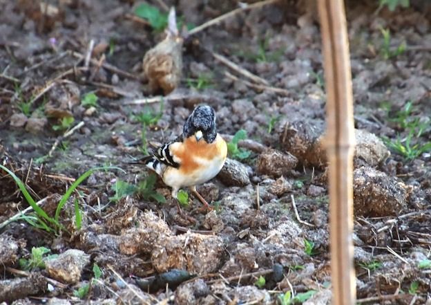 Pinson du Nord  - François Huin