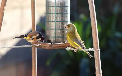 Verdier d'Europe  - François Huin