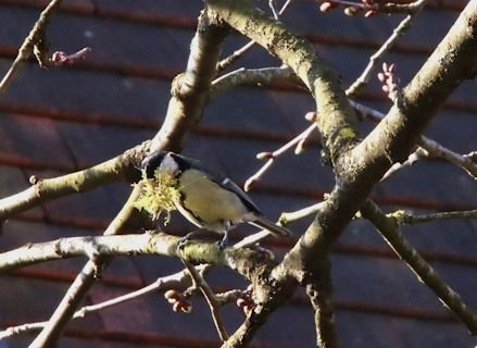Mésange charbonnière  - François Huin