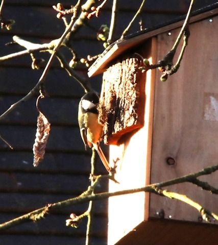 Mésange charbonnière  - François Huin
