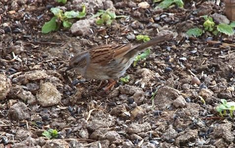 Accenteur mouchet  - François Huin