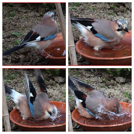Geai des chênes  - François Huin