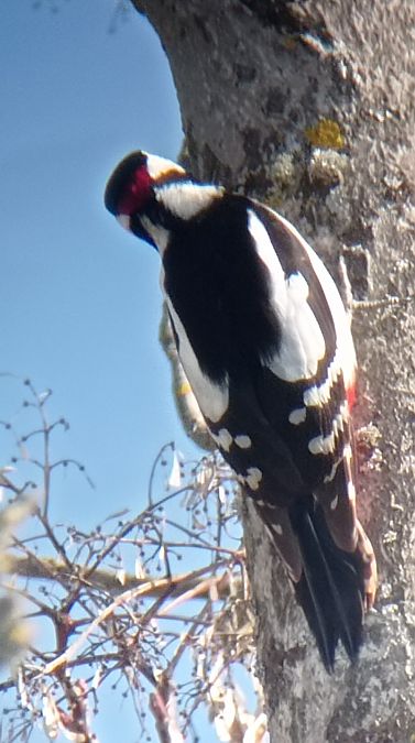 Pic épeiche  - Laurence Gautherin