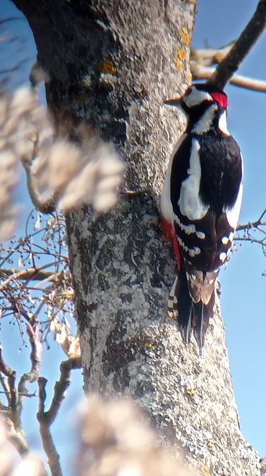 Pic épeiche  - Laurence Gautherin