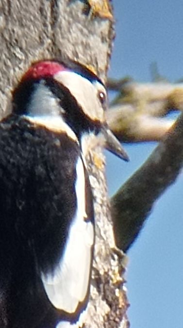 Pic épeiche  - Laurence Gautherin