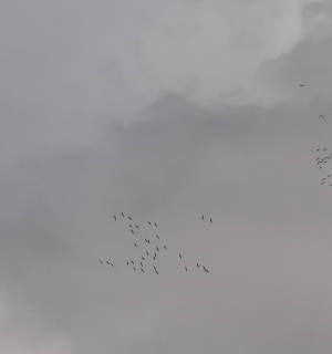 Grue cendrée  - Catherine Thebault-Daehn