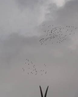 Grue cendrée  - Catherine Thebault-Daehn