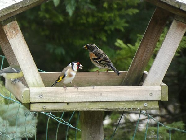 Chardonneret élégant  - Maryse Leroy