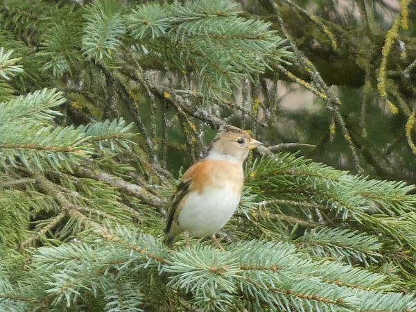Pinson du Nord  - Maryse Leroy