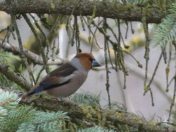 Grosbec casse-noyaux  - Maryse Leroy