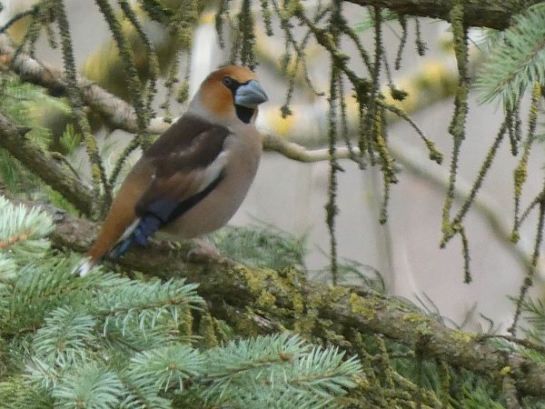 Grosbec casse-noyaux  - Maryse Leroy