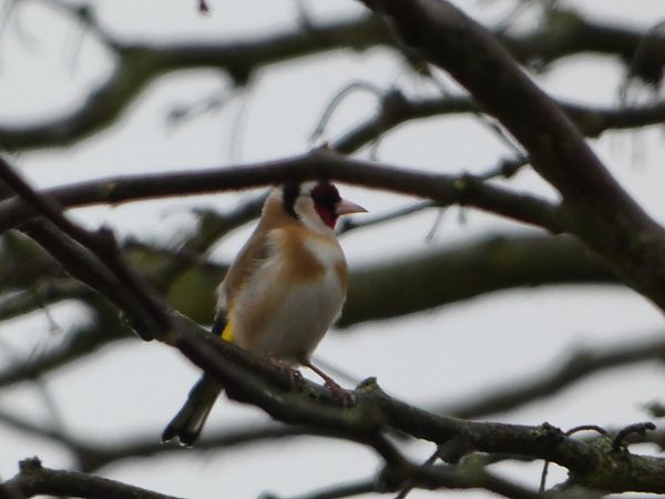 Chardonneret élégant  - Erik Laurent