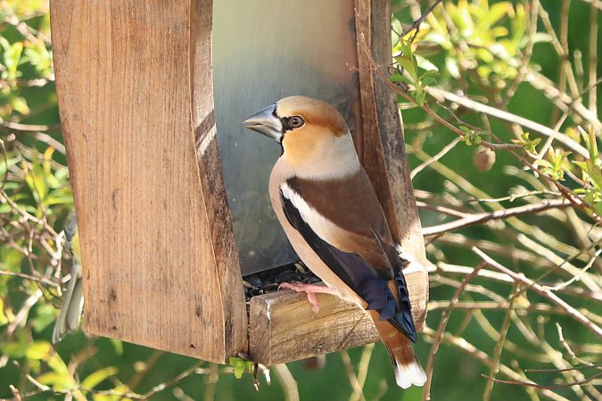 Grosbec casse-noyaux  - Francoise Bonnet