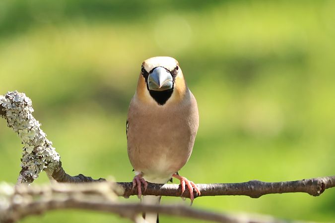 Grosbec casse-noyaux  - Francoise Bonnet