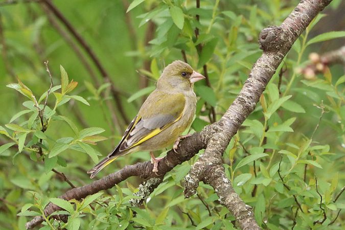 Verdier d'Europe  - Francoise Bonnet
