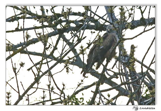 Milan noir  - Claude Ares