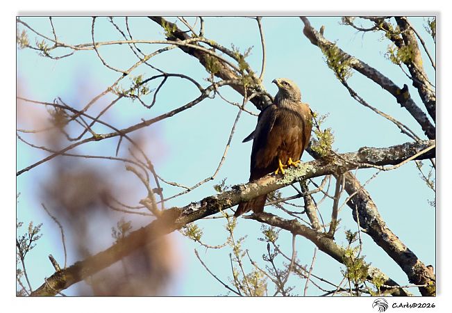 Milan noir  - Claude Ares